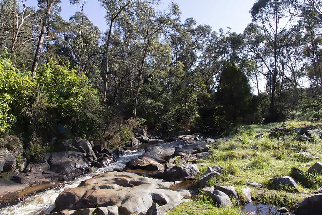a creek running through boulders and bush